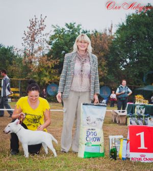 Dog Photo