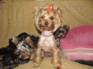 Dog Photo