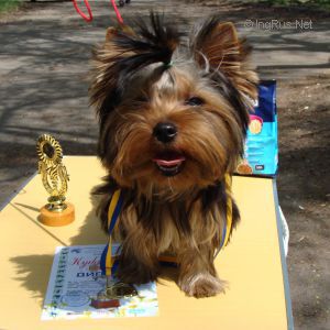 Dog Photo