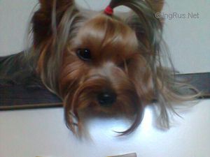 Dog Photo