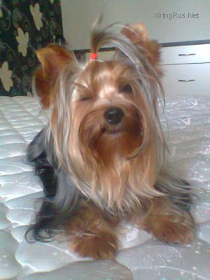 Dog Photo
