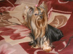 Dog Photo