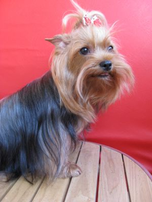 Dog Photo