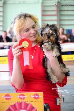 Dog Photo