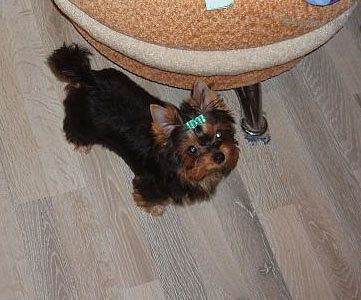 Dog Photo