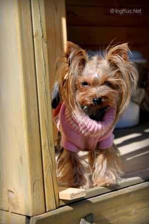 Dog Photo