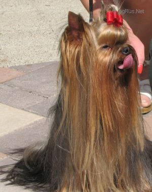 Dog Photo