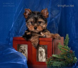 Dog Photo