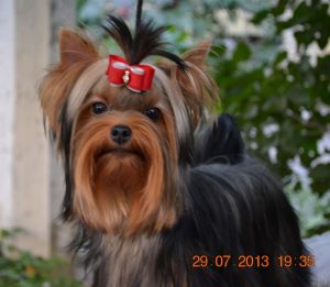 Dog Photo
