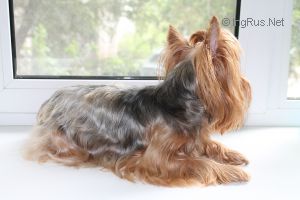 Dog Photo