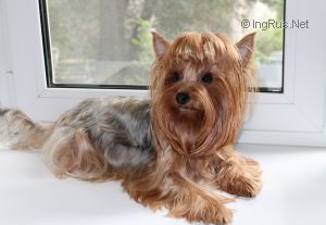 Dog Photo