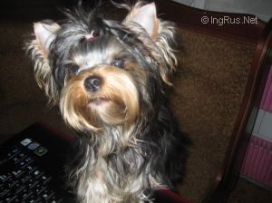 Dog Photo