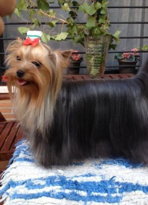 Dog Photo
