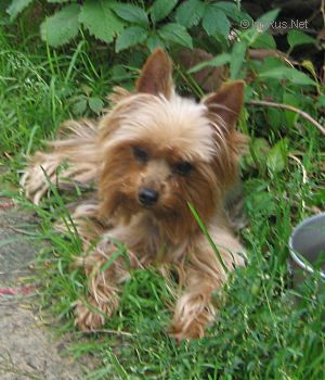 Dog Photo