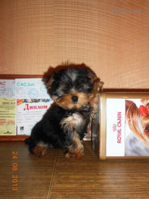 Dog Photo
