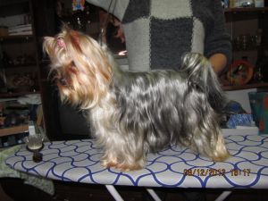 Dog Photo