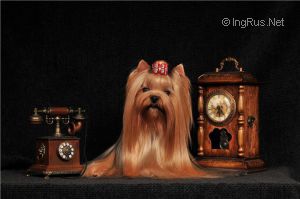 Dog Photo
