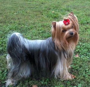 Dog Photo