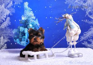 Dog Photo
