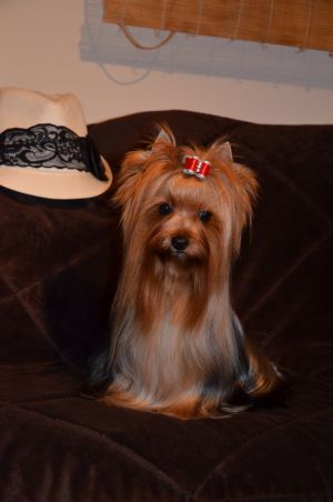 Dog Photo