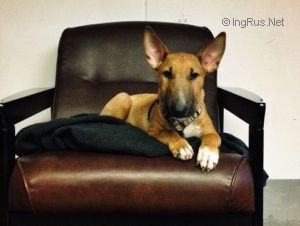 Dog Photo