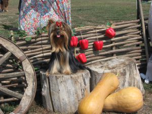 Dog Photo