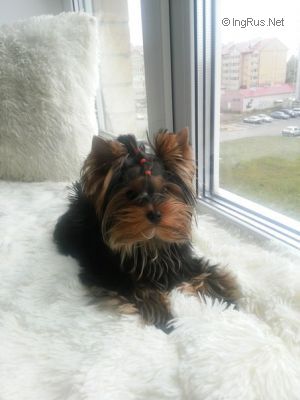 Dog Photo