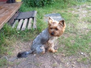 Dog Photo
