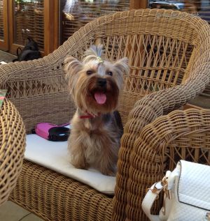 Dog Photo
