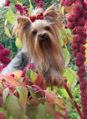 Dog Photo
