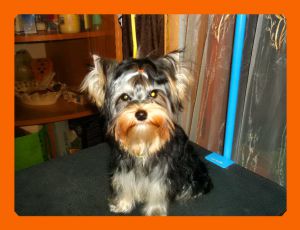 Dog Photo
