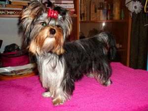 Dog Photo