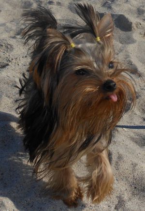 Dog Photo