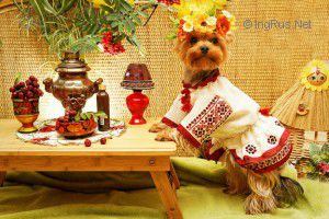 Dog Photo