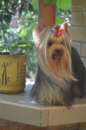 Dog Photo