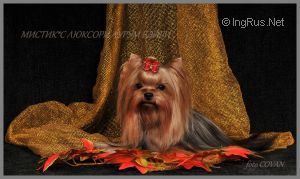 Dog Photo