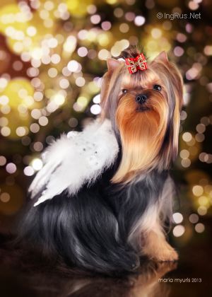 Dog Photo