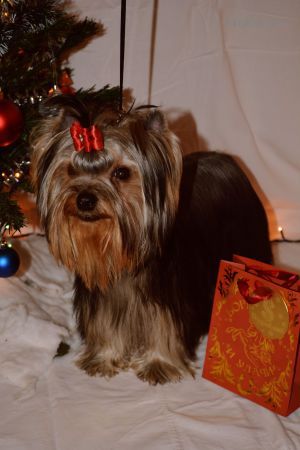 Dog Photo