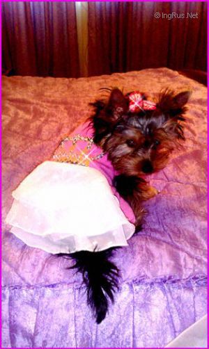 Dog Photo