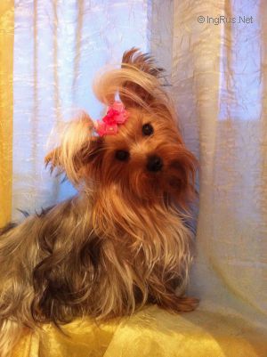 Dog Photo