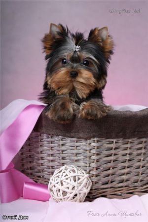 Dog Photo
