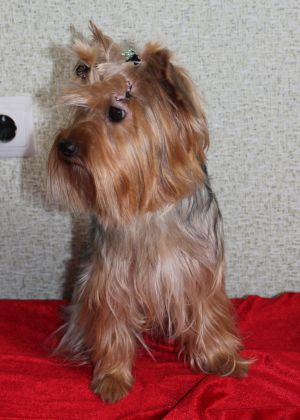 Dog Photo