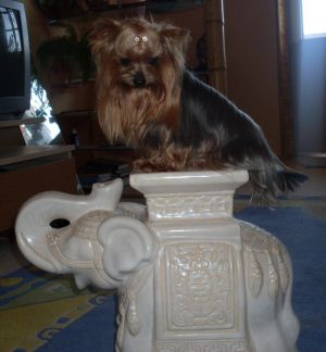 Dog Photo