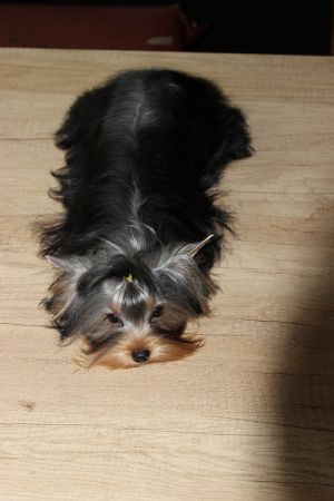Dog Photo