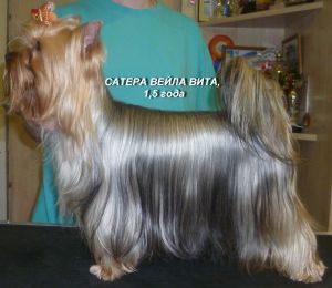 Dog Photo