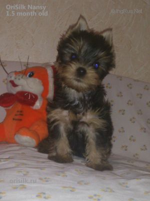 Dog Photo