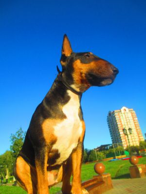 Dog Photo
