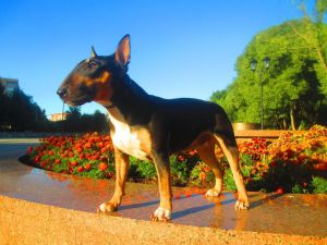 Dog Photo