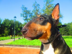 Dog Photo