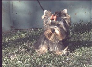 Dog Photo